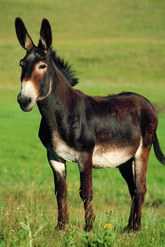 Výsledkem křížení klisny s hřebcem osla je mula