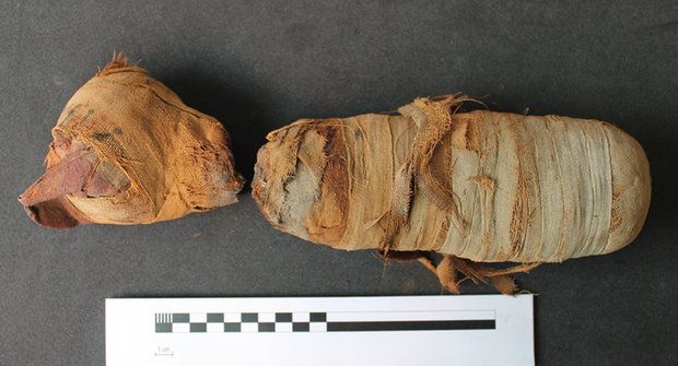 Digitální pitva: Virtuální zkoumání zvířecích mumií