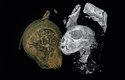Virtuální průřez hlavou mumie kotěte a jeho lebka. Oddělené krční obratle ukazují na uškrcení