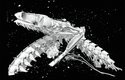 Lebka mumifikované kobry s rozevřenou tlamou