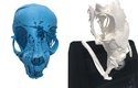 Vytištěný 3D model lebky mumie kotěte