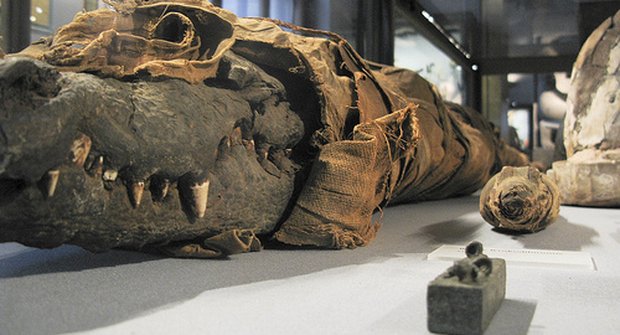 Wow: V Egyptě mají muzeum s krokodýlími mumiemi