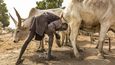 Každé ráno začíná u tohoto afrického kmene stejně. Vybraný mladík vstane, zběžně si vyčistí zuby klacíkem a pak si "umyje" hlavu pod nedaleko močící krávou. Improvizovaná sprcha má antibakteriální účinky a navíc mu zbarví vlasy do tradičních oranžových barev Mundariů. 