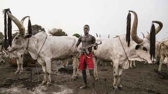 Královský dobytek: Africký kmen Mundari brání vzácné býky za cenu vlastních životů