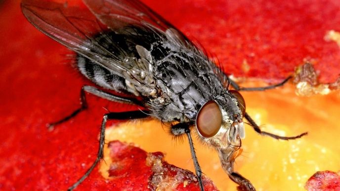 Musca domestica, neboli moucha domácí, ilustrační foto