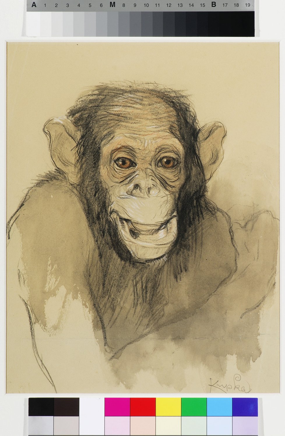 Kupkova studie k opici. (Z expozice Musea Kampa)