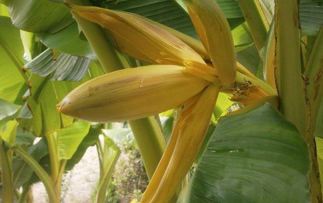 Banánovníky své pěstitele odměnily exotickým květem.