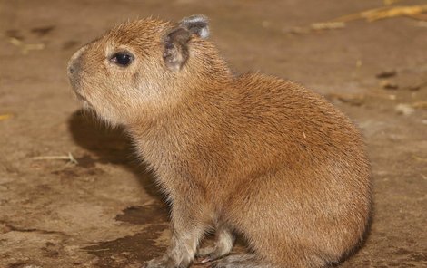 Na tuto malou kapybaru čekala plzeňská zoo 12 let.