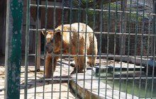 Chlapec (9) přelezl v zoo plot: Medvěd mu sežral ruku!