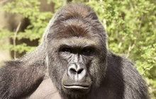 Kauza zabité gorily: Harambe byl jen zvědavý!