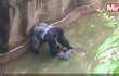 Gorilí samec se podle expertů snažil chlapečka chránit.