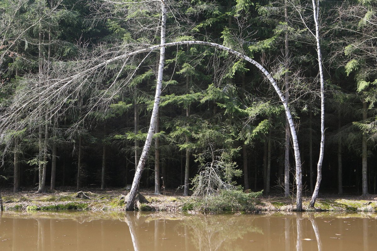 Některé stromy v lese jsou nepřirozeně ohnuté, působí zde snad záhadné energetické proudy?