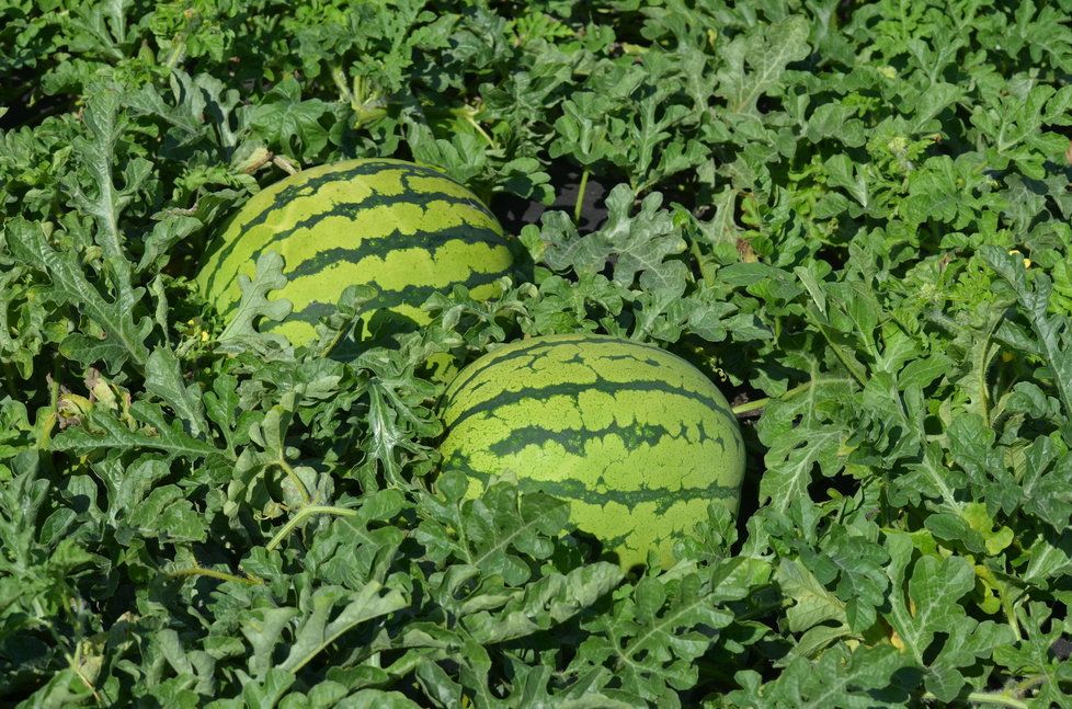 Na zahradě sklízí 15 druhů melounů.  Některé pochází až z Jamajky