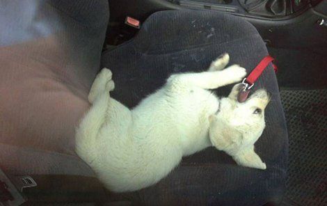 Nešťastný majitel nechal psa v autě. Sám se odebral do hospody...