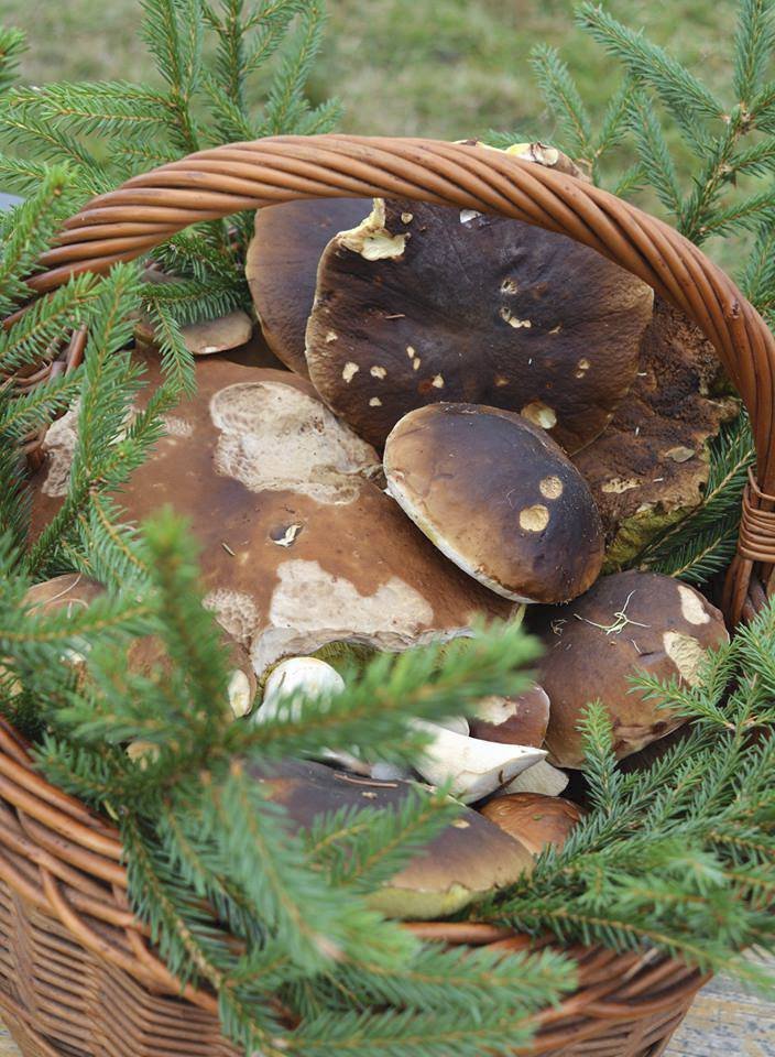 Na Šumavě našla houbařka plný koš.