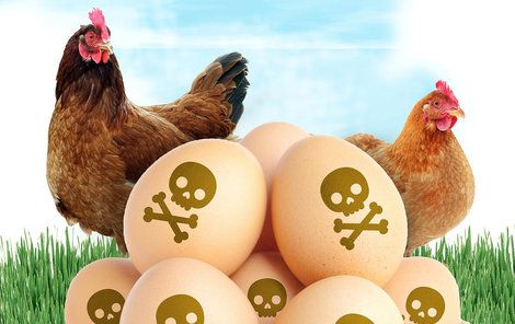 V Německu objevili vejce s nebezpečným s pesticidem fipronil.