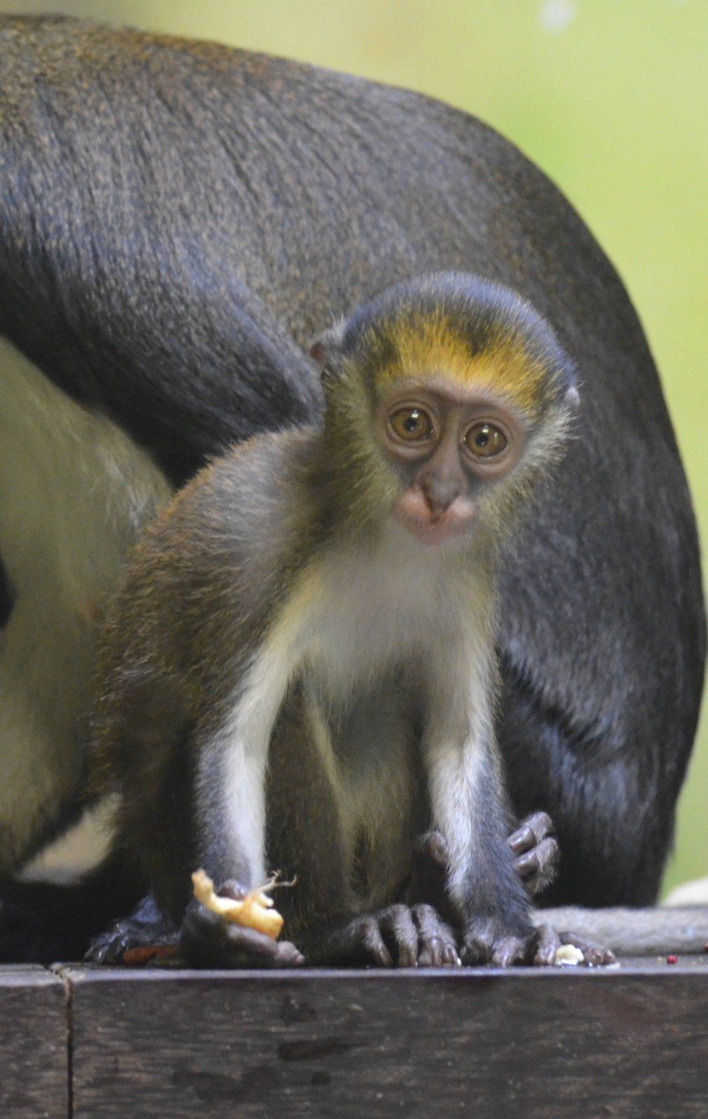 Kočkodan Campbellův se narodil v královédvorské zoo poprvé. Je to druh, který chovají v Evropě jen tři zahrady.