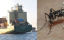 Virus Zika: Komáři do Evropy jezdí v lodích?!