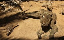 Zoo hrůzy ve válkou sužované Gaze: Z predátorů jsou mumie!