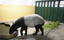 Střídání tapírů v ústecké zoo: Mekong už se zabydluje!