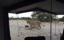 Pár turistů na safari v Botswaně: Umírali strachy!
