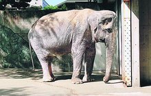 Tokijská zoo přišla o Hanako (†69): Nejosamělejší slon světa zemřel!