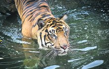 Tygří požitkáři v Zoo Praha: Z vody strach nemají, rádi se v ní cachtají