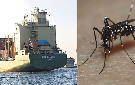 Komáři Aedes aegypti jsou prý už i v Evropě.