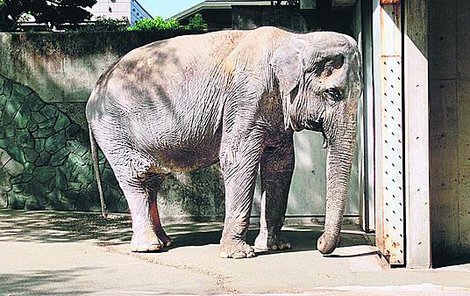 Slonice žila 67 let sama v malém výběhu.