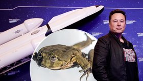 Unikátní výzkum z Brna: Na raketě Space X Elona Muska vyšlou do vesmíru žabí kosmonauty!