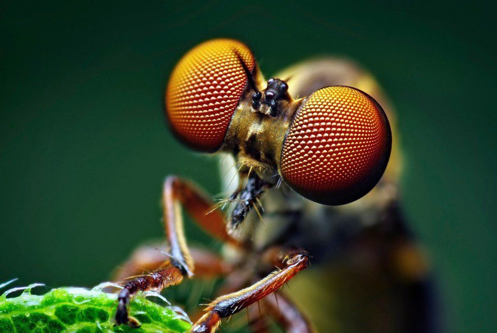 Muška druhu Holcocephala fusca