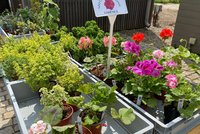 Muškáty všech barev, tvarů i vůní! Trojská botanická zahrada hostí již desátou muškátovou burzu