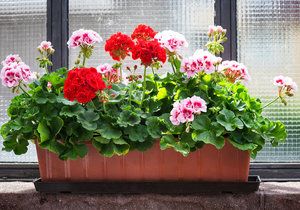 Pokud chcete, aby kvetoucí muškáty váš balkon zdobily až do listopadu, rozhodně jim teď dopřávejte pravidelnou zálivku.