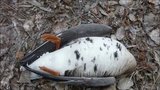 Děsivé video: Obří ptačí rezervaci u Brna zřejmě zasáhla ptačí chřipka