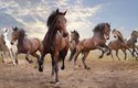 Divocí koně žili v Americe před příchodem člověka