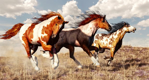 Divocí koně: Ztracený symbol svobody
