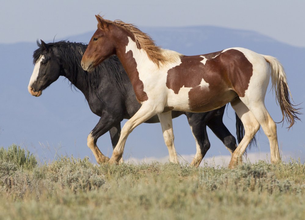 Mustang