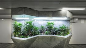 Stanice metra Můstek se zazelenala: Desítky rostlin ve speciální instalaci. Metrorost vymysleli výzkumníci ČVUT