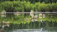 Podmanivou atmosféru Mutěnických rybníků provázejí vzácní ptačí návštěvníci