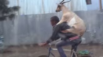  Nejvtipnější video měsíce května: Muž na kole veze kozu