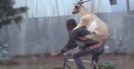 Muž na kole veze kozu na zádech