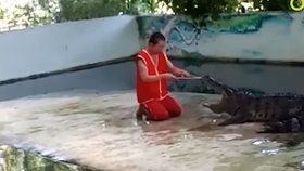 Muž dráždil krokodýla dvěma klacíky, aby nechal otevřenou tlamu.