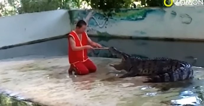 Muž dráždil krokodýla dvěma klacíky, aby nechal otevřenou tlamu.