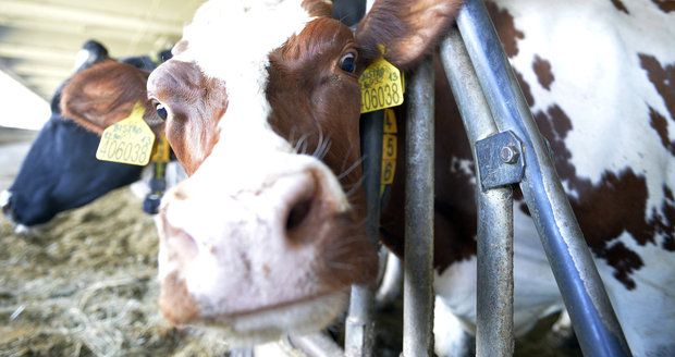 Živočicháři slaví: Po řečech o prdění krav Sněmovna kývla na zelenou naftu