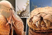 Fascinující svět: Blecha se mračí, mol dumá a rostliny září!