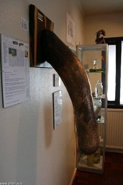 Větší velrybí penis