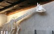 Kostra žirafy Rothschildovy měří 4,4 m. V protivínském muzeu je vystaven jediný kompletní skelet u nás