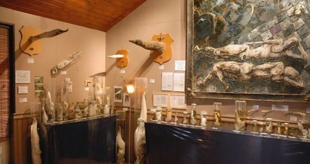 Muzeum penisů Vám odhalí „nářadí“ více než 200 savců.