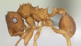 Mycocepurus smithii