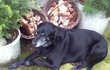 Pes Lump chodí na houby s páníčkem Jiřím pravidelně.